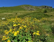 18 Estese gialle fioriture alle pendici del soprastante Monte Avaro